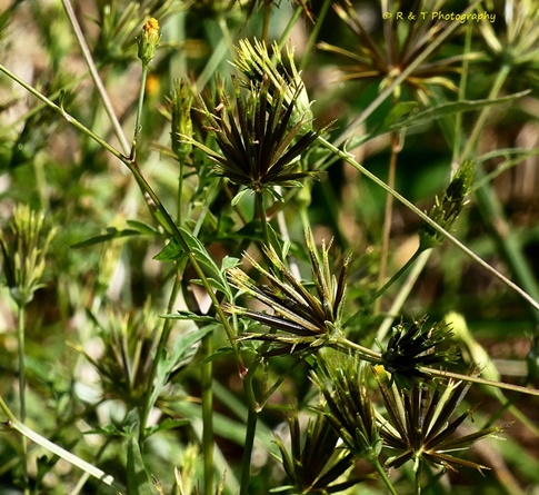 {Bidens bipinnata}